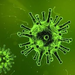 Papayakerne gegen bakterielle Infektionen