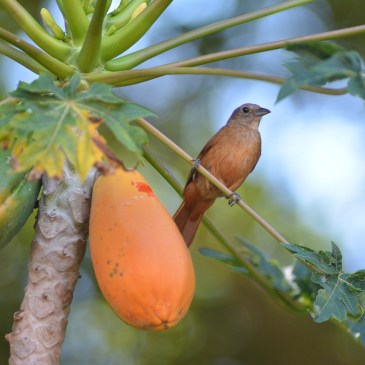 die besten Papajakerne online kaufen