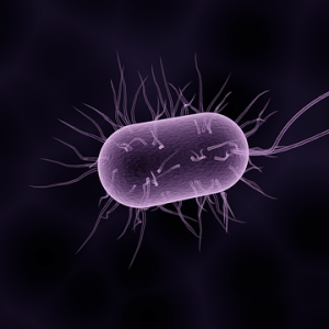 Parasitenbefall natürlich bekämpfen