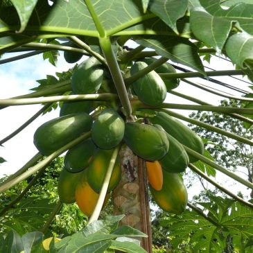 Wo kommen Papaya her? Wie werden Papaya angebaut?